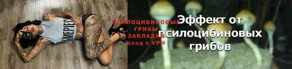 PSILOCYBIN Алзамай